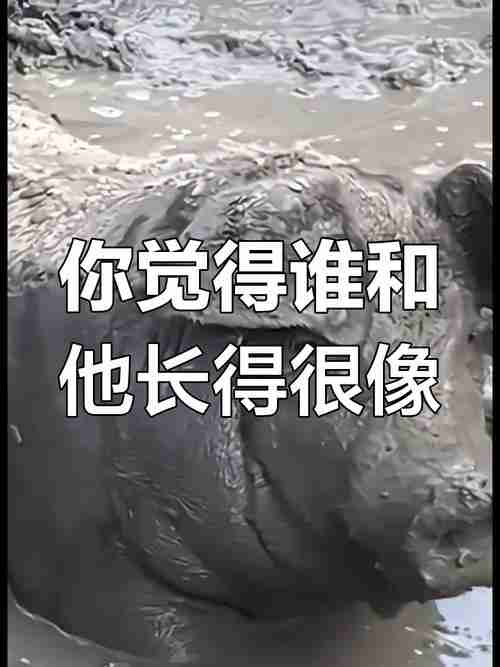 谁能脱颖而出？